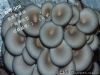 供应优质高产量灰黑色平菇菌种