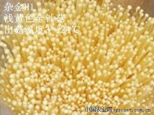 供应黄金针菇杂金H1菌种