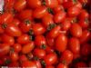 供应优质小番茄
