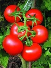 供应优质番茄