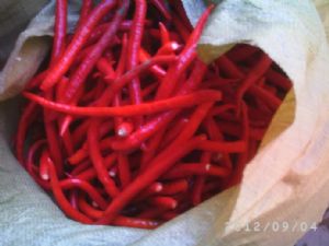 供应售L3（鲜绿鲜红）辣椒、线椒、北京红等品种
