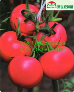 供应番茄粉贵妃007—番茄种子
