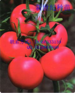 供应粉贵妃007—优质番茄种子