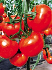 供应大红袍—番茄种子