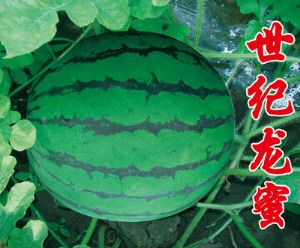 供应世纪龙蜜—西瓜种子