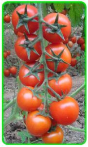 供应番茄种子-德福602-B