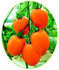 供应黄果鸡蛋番茄种子-德福606