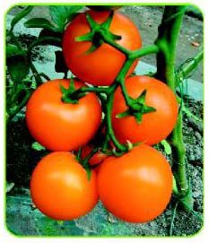 供应黄果圆球番茄种子-德福605