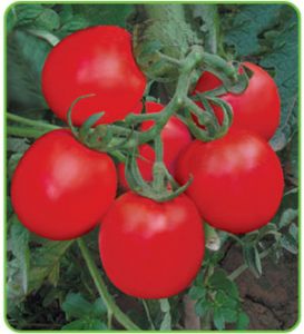 供应番茄种子——红娜