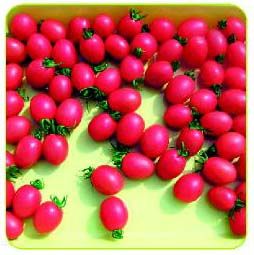 供应番茄种子：德福604-A