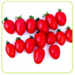 番茄种子——德福611