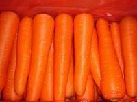 供应优质胡萝卜
