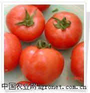 供应欧豹—番茄种子