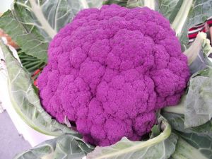 供应紫花菜种子—花椰菜种子