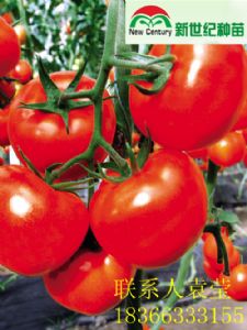 供应优质高产番茄大红袍种子种苗