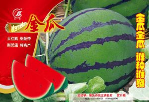 供应金瓜—西瓜种子