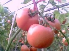 供应西红柿
