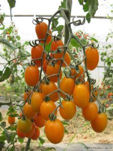 供应福祺黄和平—番茄种子