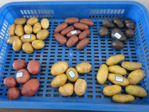 供应彩色薯—马铃薯种子