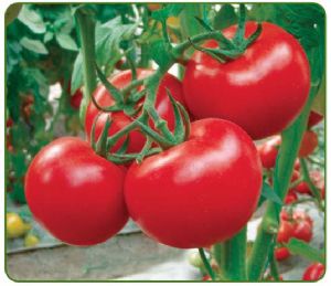 德福301-A--大果番茄种子