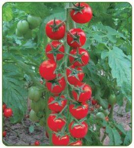 德福602-B番茄种子