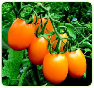 供应德福609—番茄种子