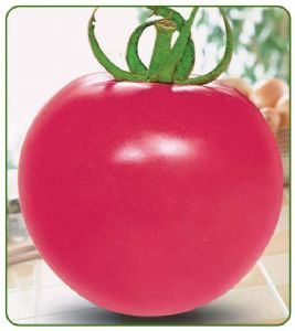 供应德福201--大果番茄种子