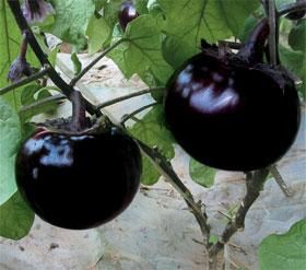 供应温室紫皮圆茄