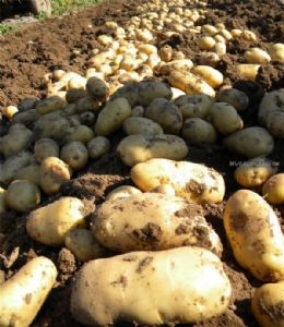 供应优质马铃薯土豆