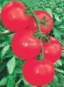 供应粉佳人—番茄种子
