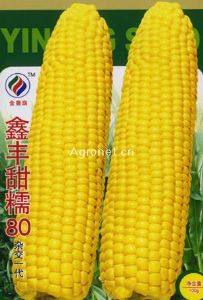 供应鑫丰甜糯80（杂交一代）—甜糯玉米种子