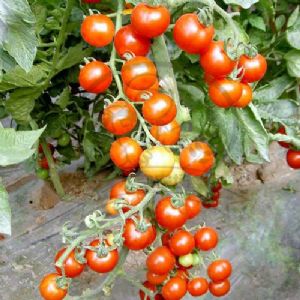 供应太空红钻—番茄种子