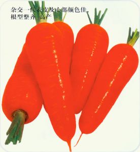 供应圣尼红参—胡萝卜种子