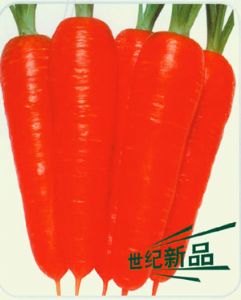 供应三红七寸参—胡萝卜种子