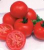 供应加拿大尼可多—番茄种子