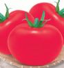 供应圣尼亚粉王—番茄种子