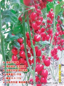 供应迪尼奥F1－高抗TY番茄种子