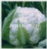 郑苗60天－花椰菜种子