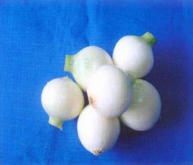 供应银球一号—白皮洋葱种子