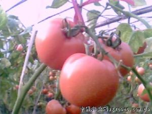 供应番茄、西葫芦
