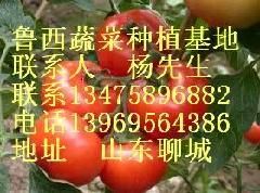 供应山东莘县优质大红厚皮西红柿