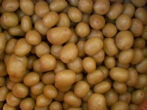供应荷兰七号微型薯种子