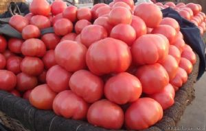 供应优质暖棚西红柿