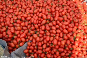 供应圣女果—番茄