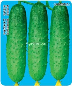 绿钻石-黄瓜种子