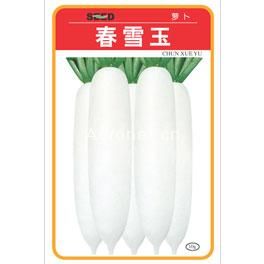 供应春雪玉——萝卜种子