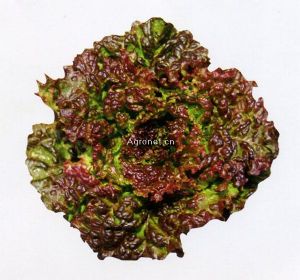 供应紫珊瑚—生菜种子