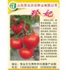 供应西红柿种子、种苗