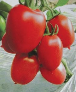 供应沃德红冠—番茄种子