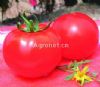 供应番茄世农617—番茄种子